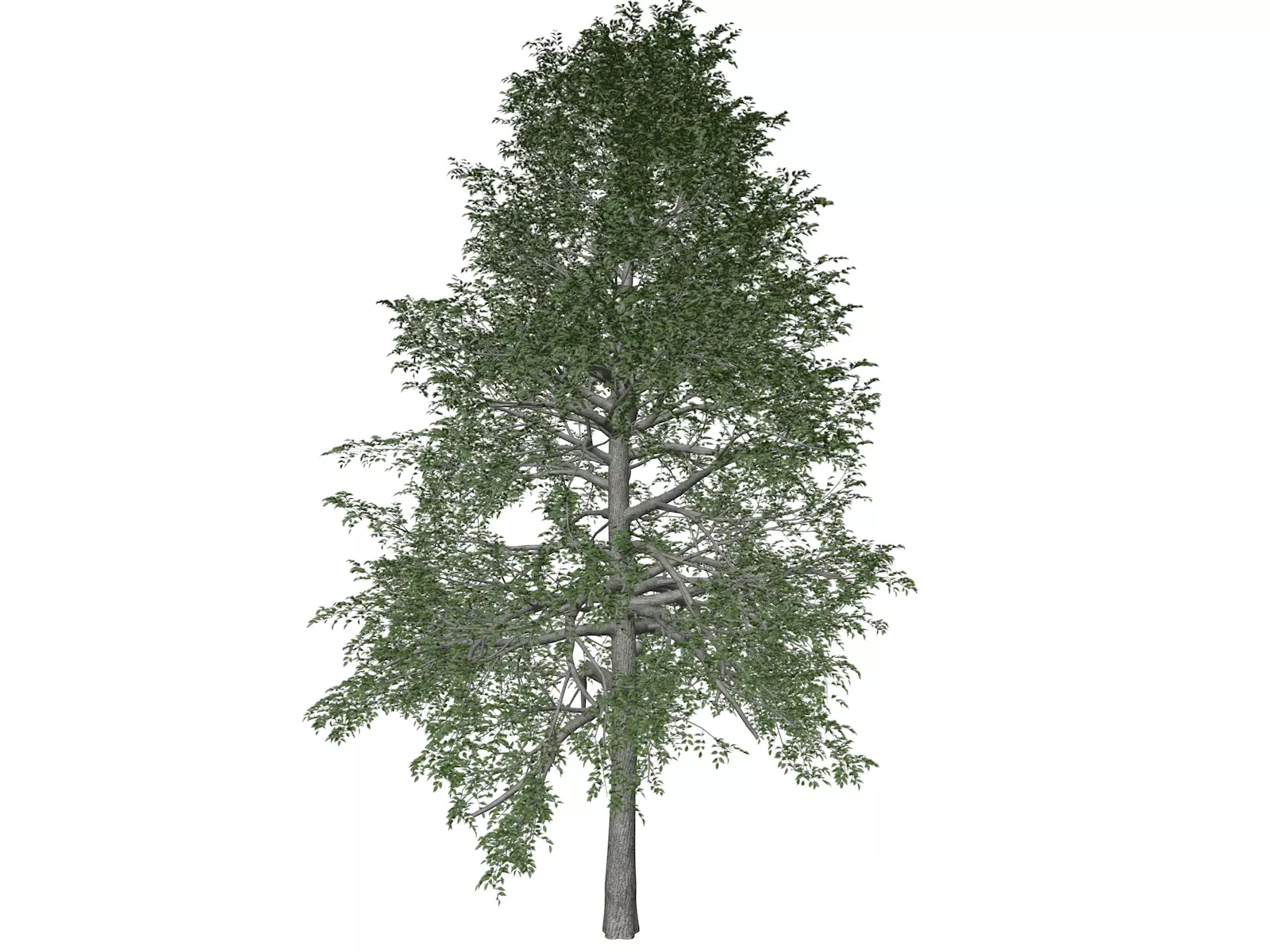 Black Gum Tree - 10 - 3D model_0