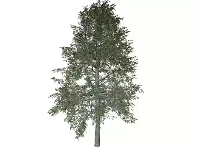 Black Gum Tree - 10 -