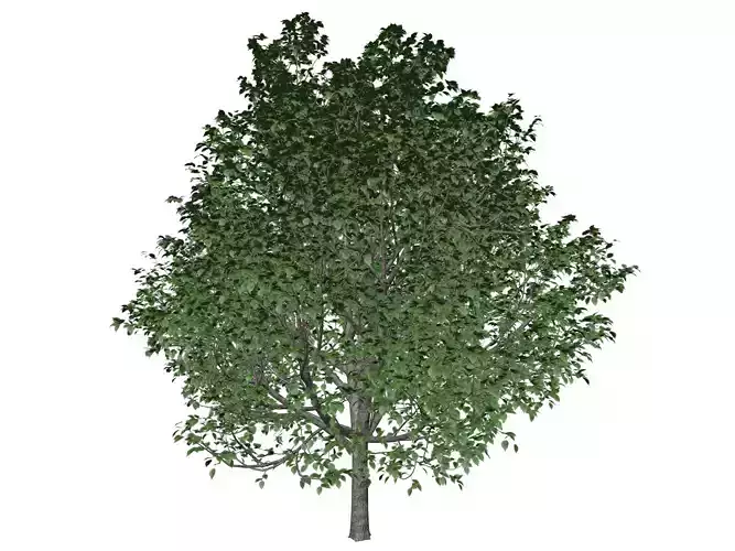 Bradford Callery Pear Tree - 01 -