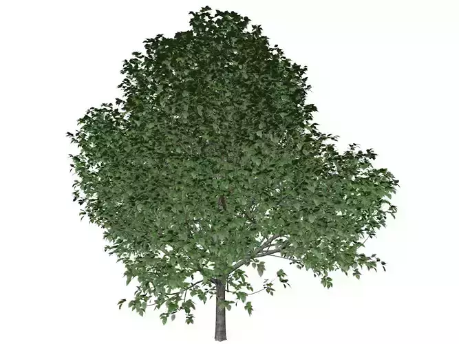 Bradford Callery Pear Tree - 02 -