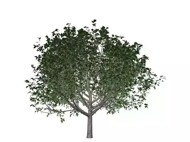 Bradford Callery Pear Tree - 03 -