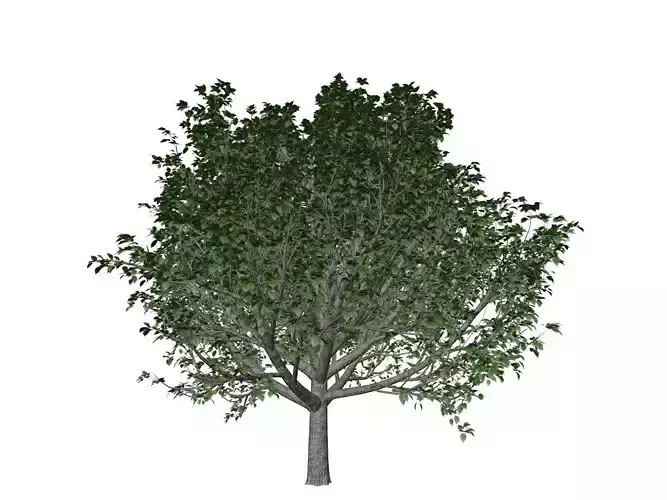 Bradford Callery Pear Tree - 04 -