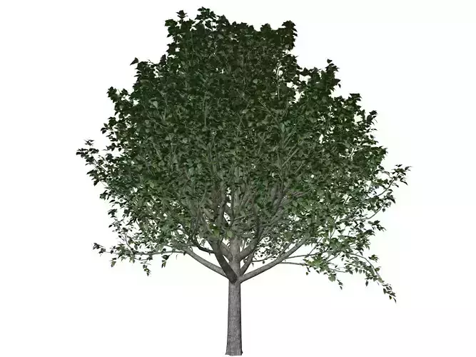 Bradford Callery Pear Tree - 05 -