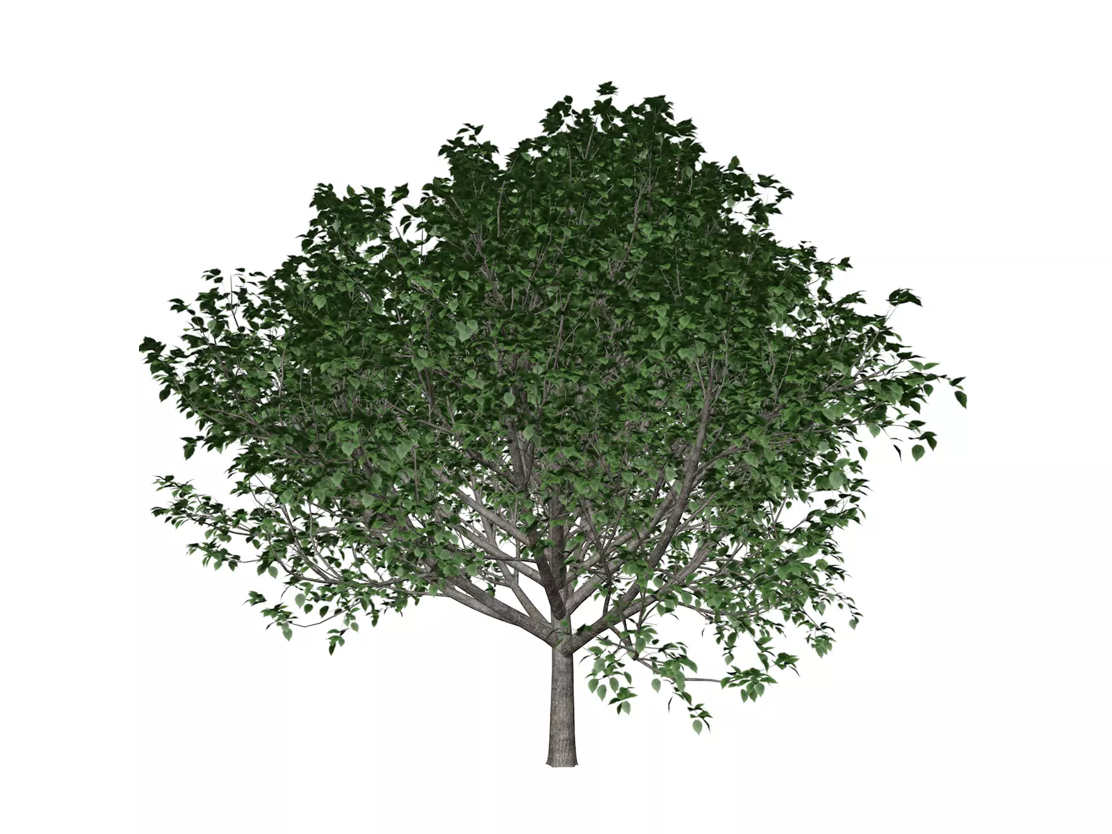 Bradford Callery Pear Tree - 06 - 3D model_0