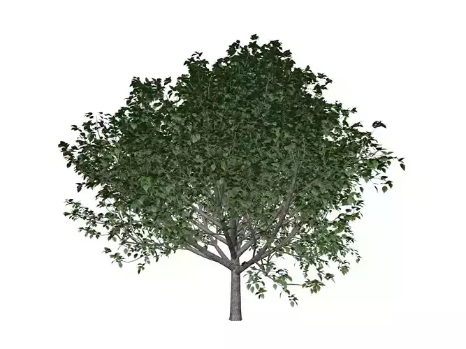 Bradford Callery Pear Tree - 06 -