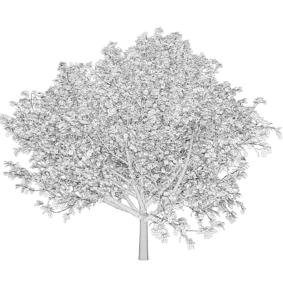 Bradford Callery Pear Tree - 06 - 3D model_2