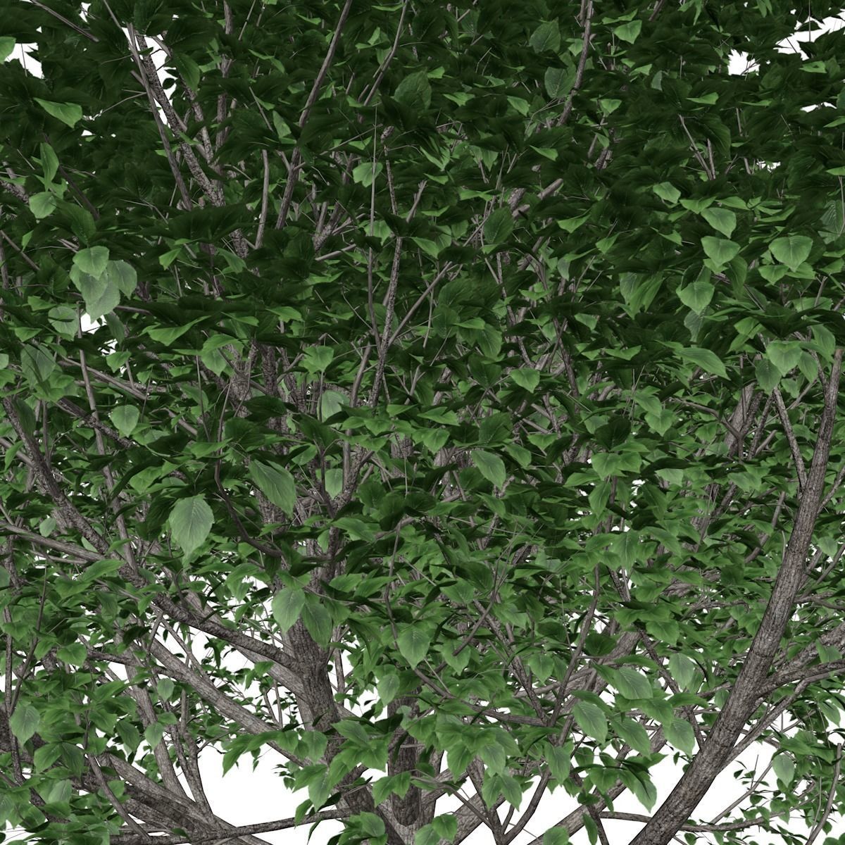 Bradford Callery Pear Tree - 06 - 3D model_3