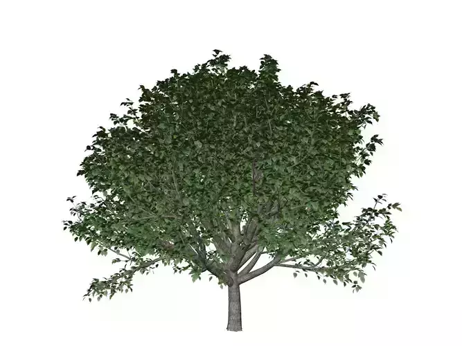 Bradford Callery Pear Tree - 07 -