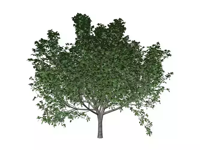 Bradford Callery Pear Tree - 08 -
