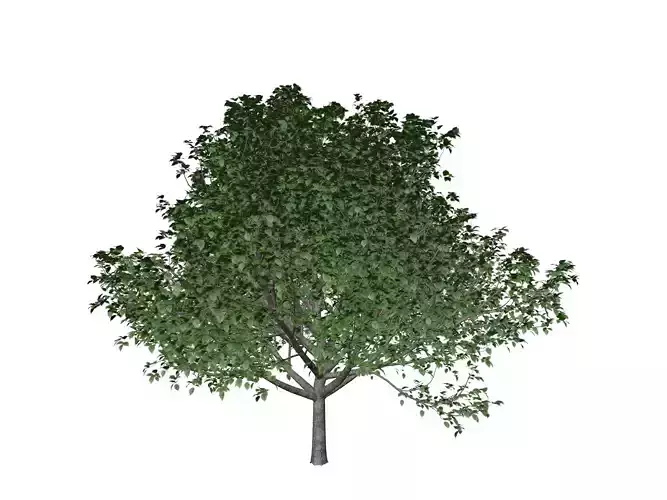 Bradford Callery Pear Tree - 09 -