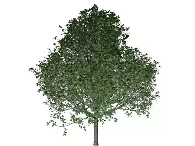 Bradford Callery Pear Tree - 10 -