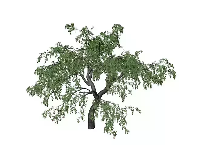 Cherry Tree - 01 - 3D model