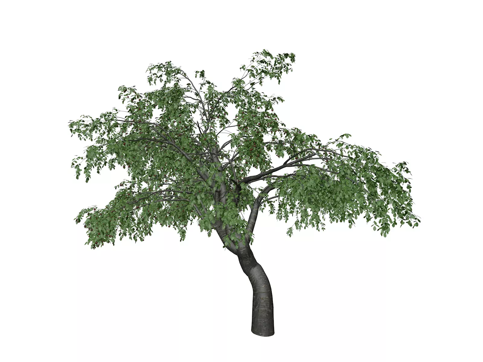Cherry Tree - 02 - 3D model_0