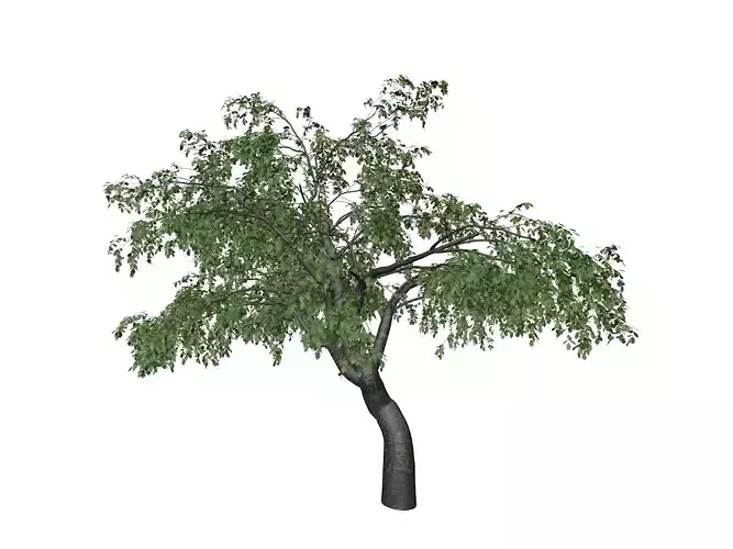 Cherry Tree - 02 - 3D model