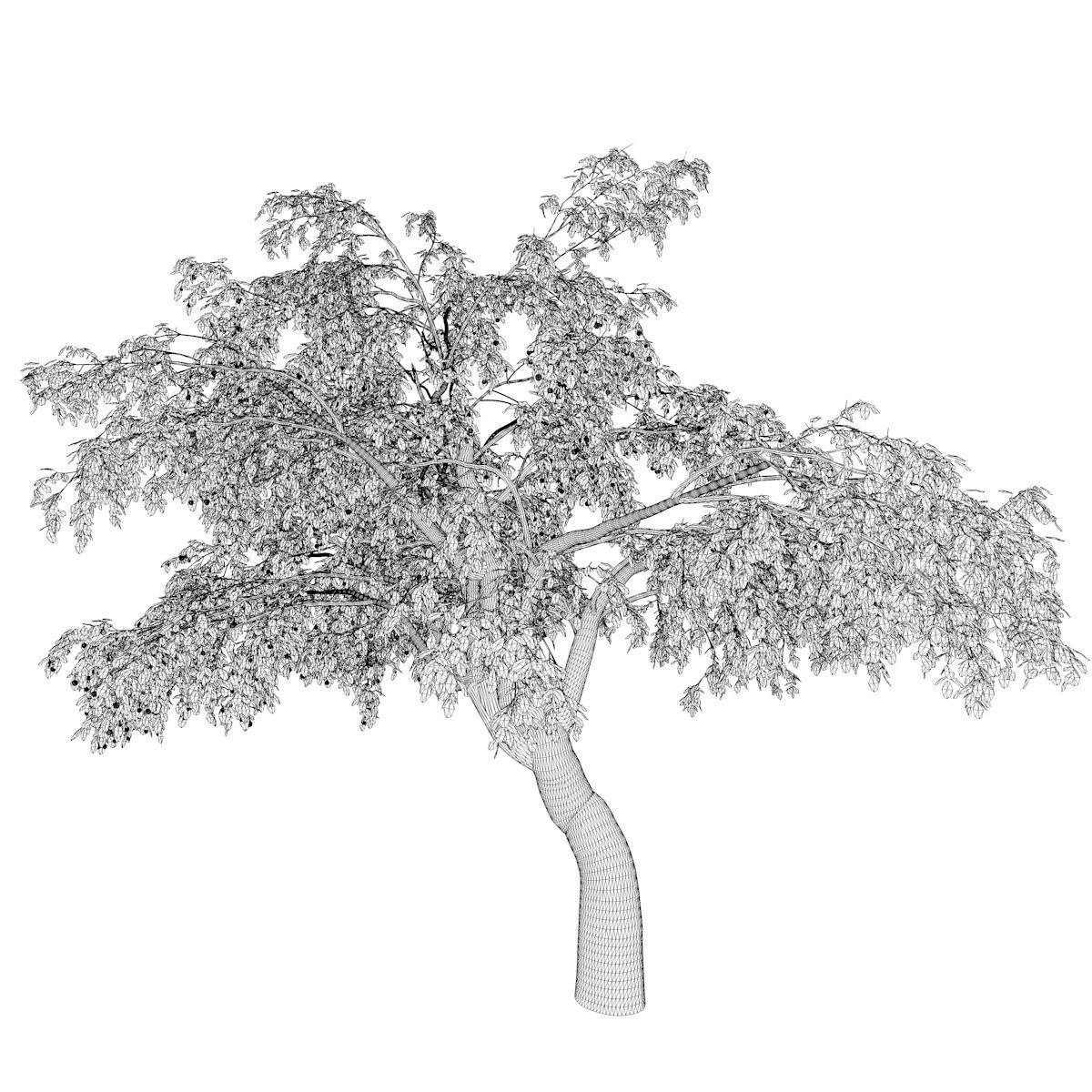 Cherry Tree - 02 - 3D model_2