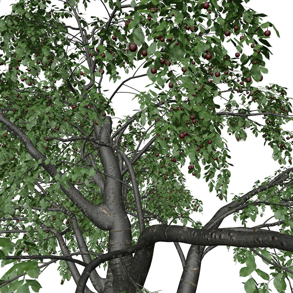 Cherry Tree - 02 - 3D model_3