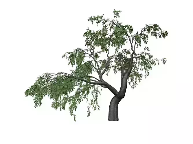 Cherry Tree - 03 - 3D model