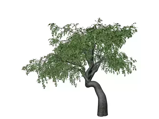 Cherry Tree - 04 - 3D model