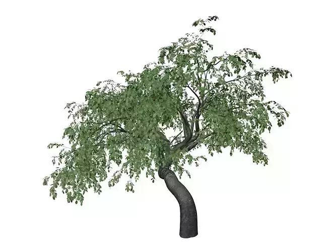 Cherry Tree - 05 - 3D model