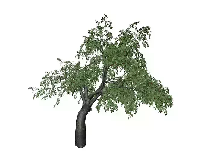 Cherry Tree - 06 - 3D model