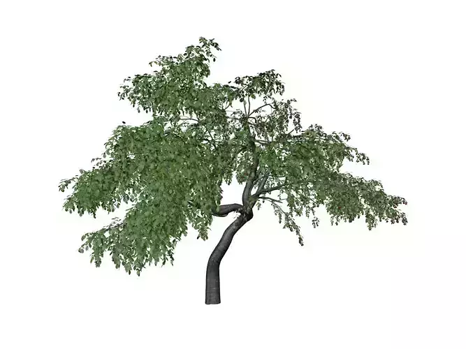 Cherry Tree - 07 - 3D model