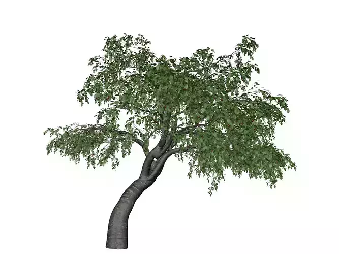 Cherry Tree - 08 - 3D model