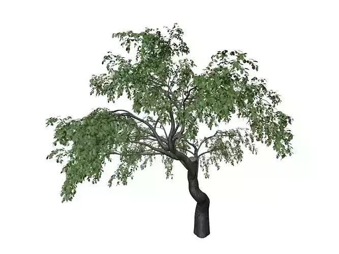 Cherry Tree - 09 - 3D model