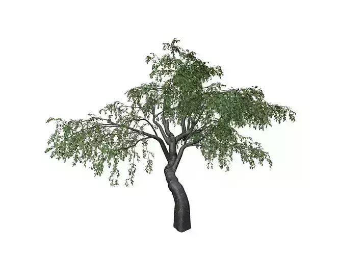 Cherry Tree - 10 - 3D model