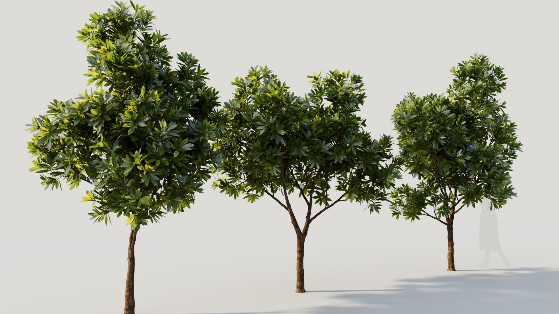 Plumeria obtusa a 3D model_4