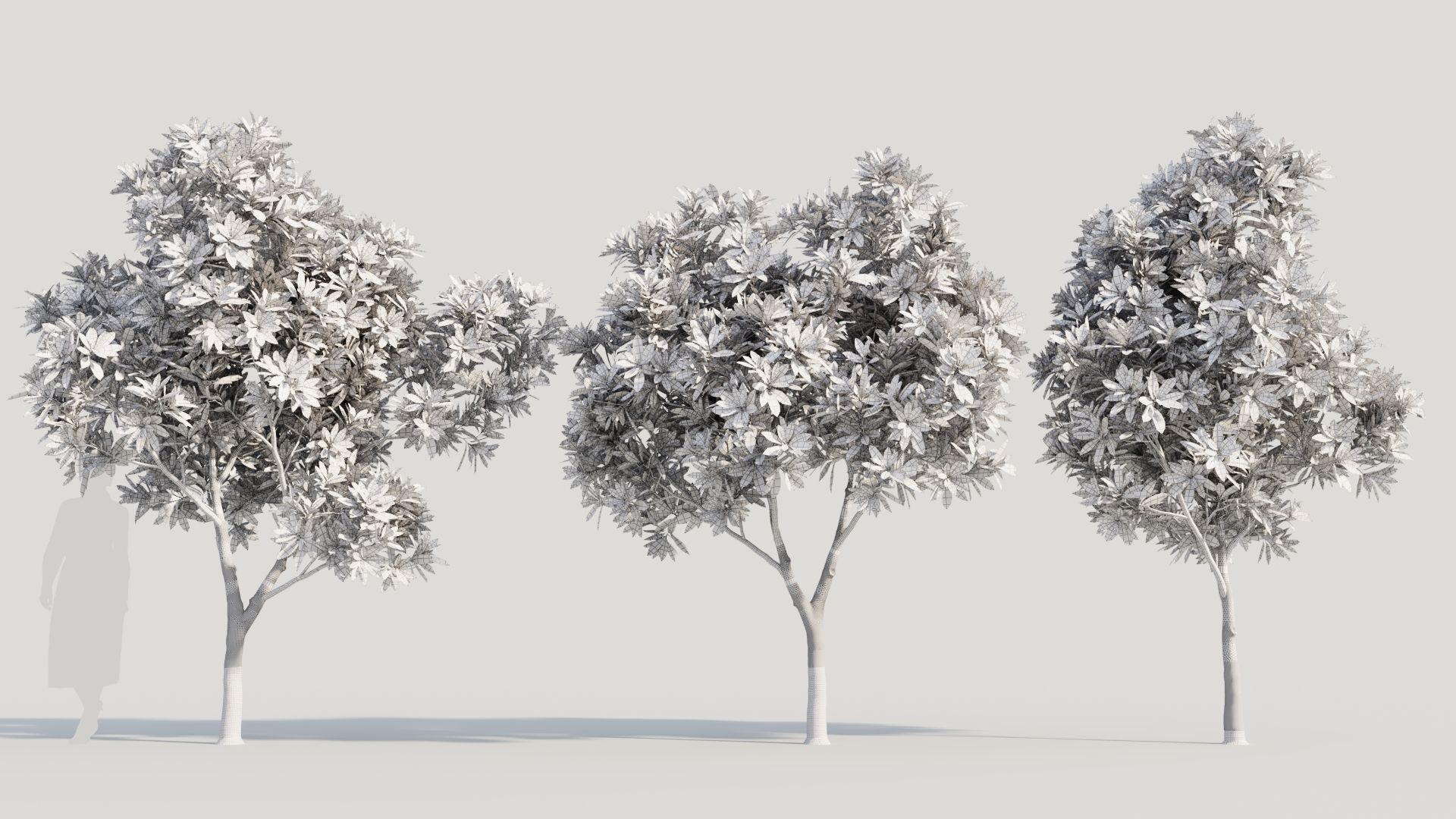 Plumeria obtusa a 3D model_8