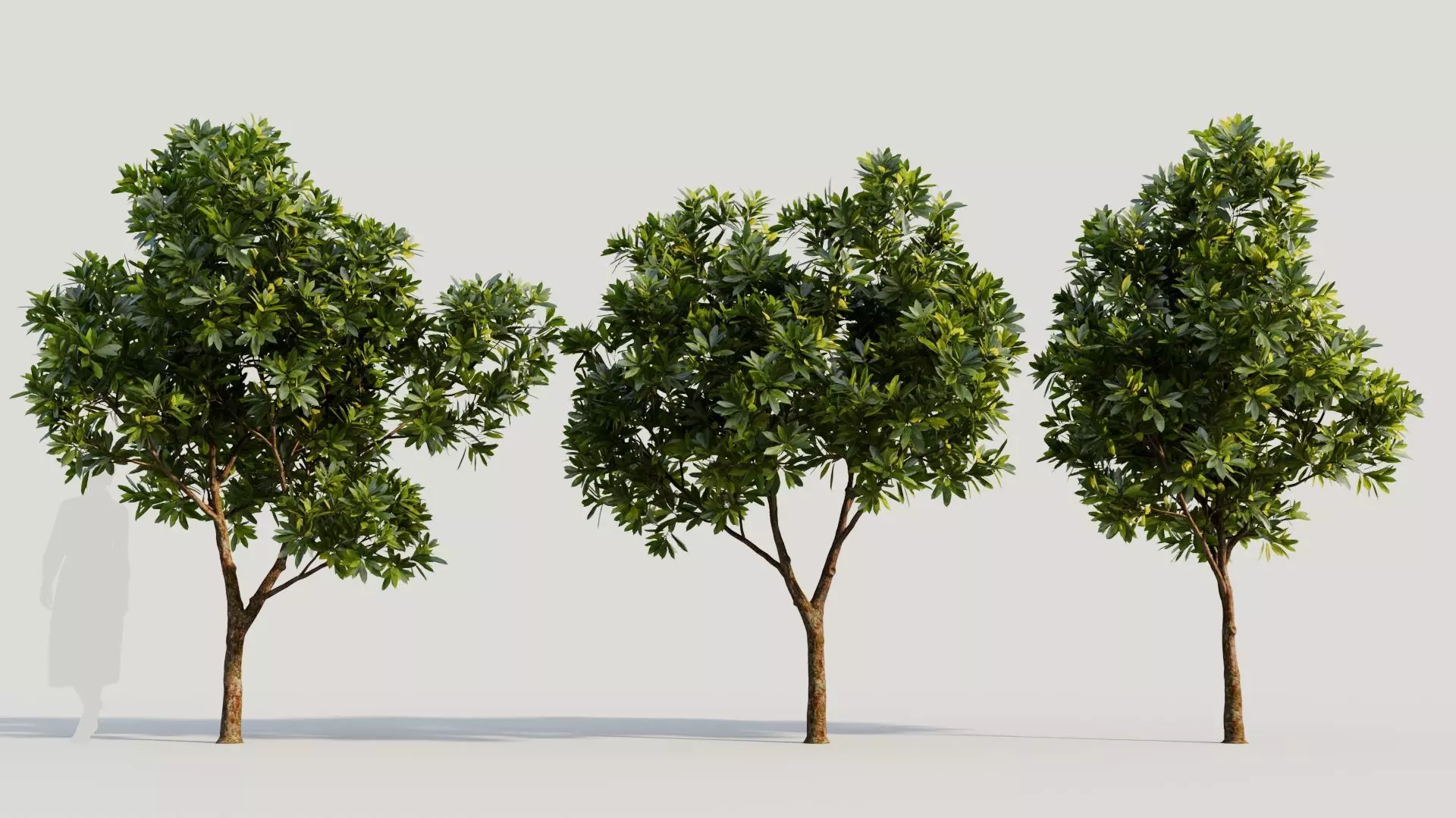 Plumeria obtusa a 3D model_0