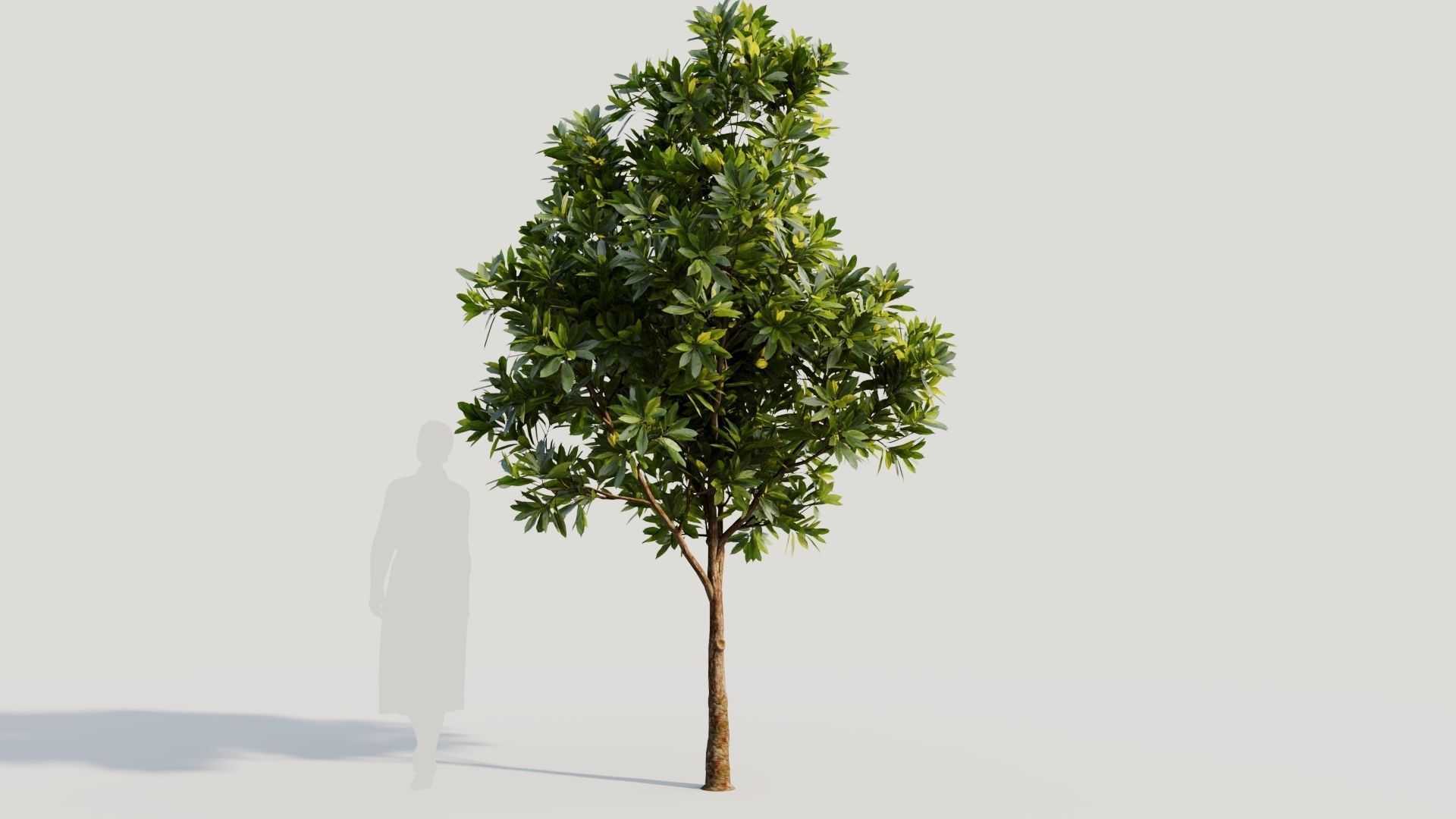 Plumeria obtusa a 3D model_7