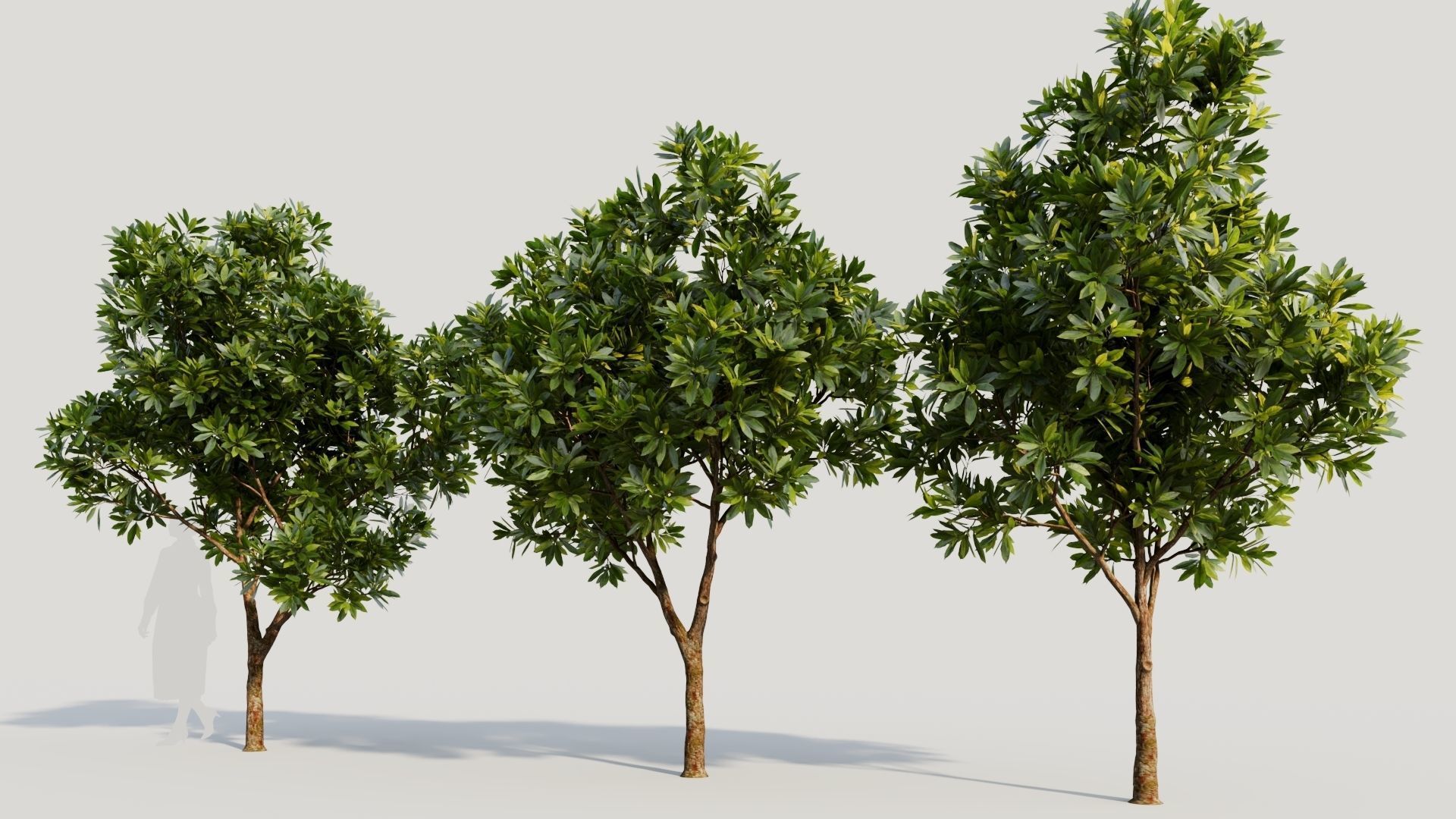 Plumeria obtusa a 3D model_1
