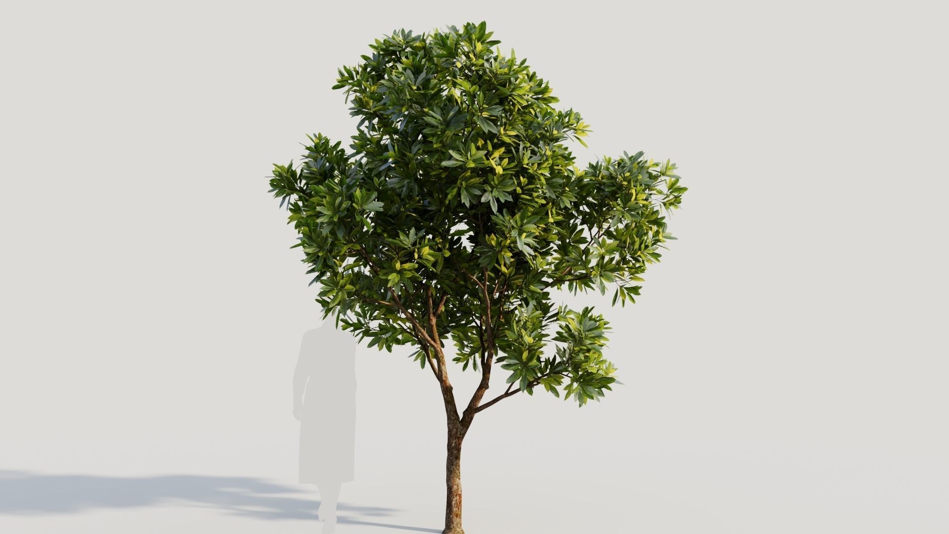 Plumeria obtusa a 3D model_5