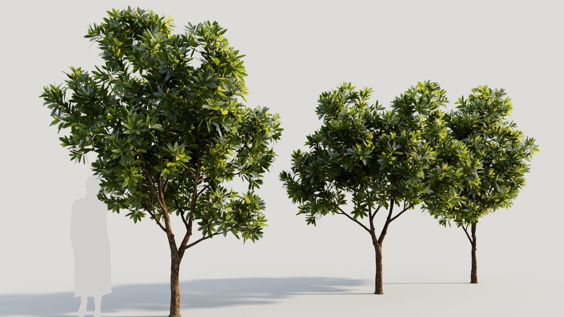 Plumeria obtusa a 3D model_3