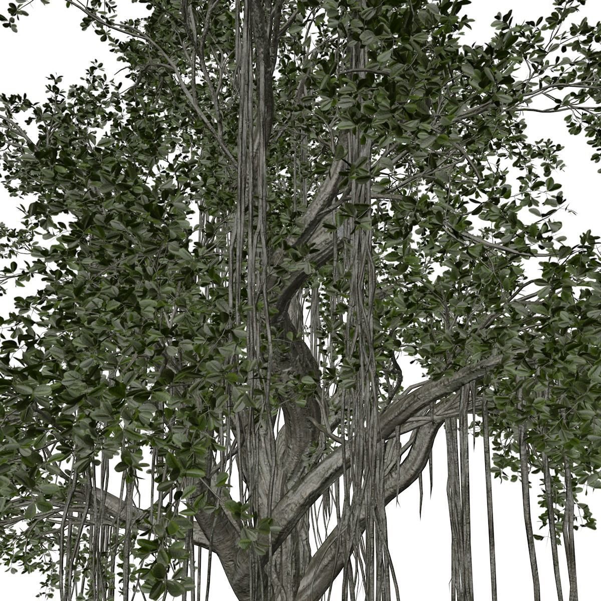 Chinese Banyan Tree - 01 - 3D model_3