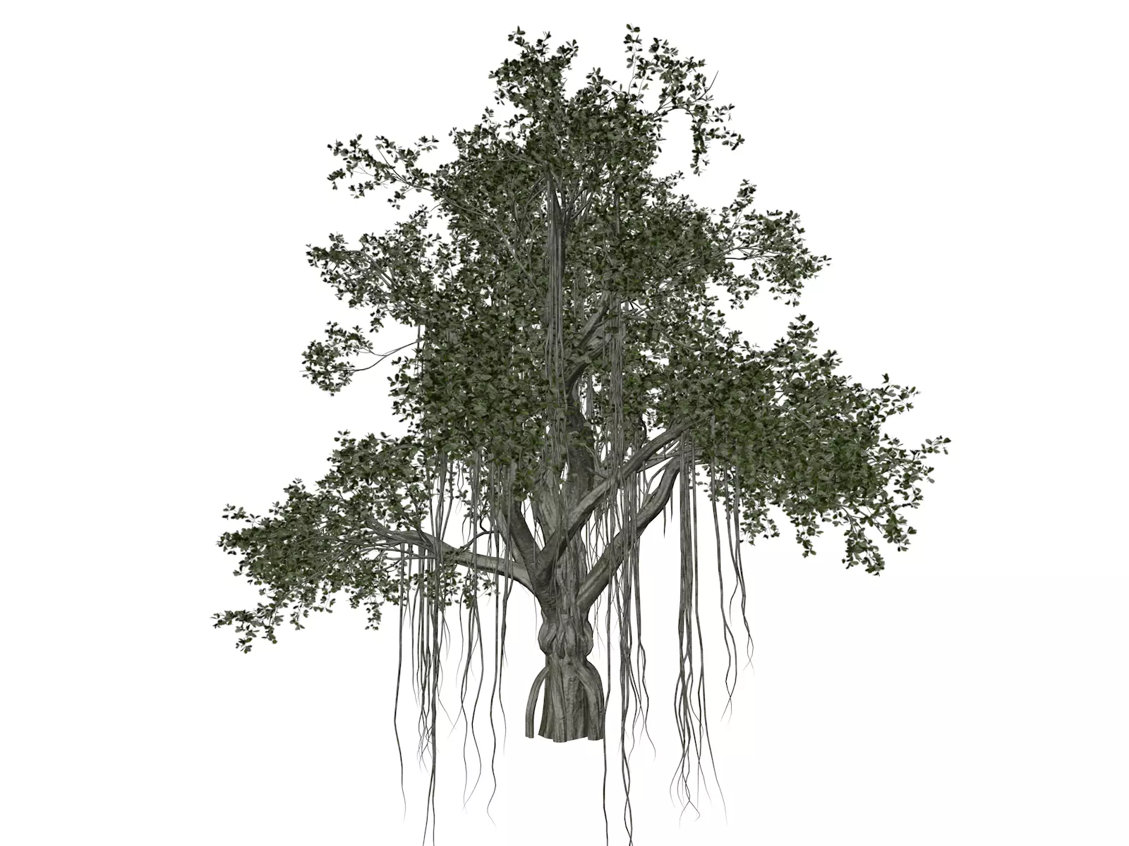 Chinese Banyan Tree - 01 - 3D model_0