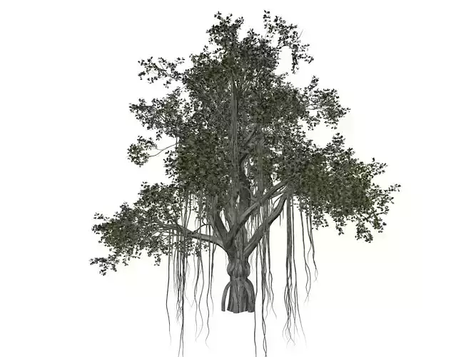Chinese Banyan Tree - 01 -