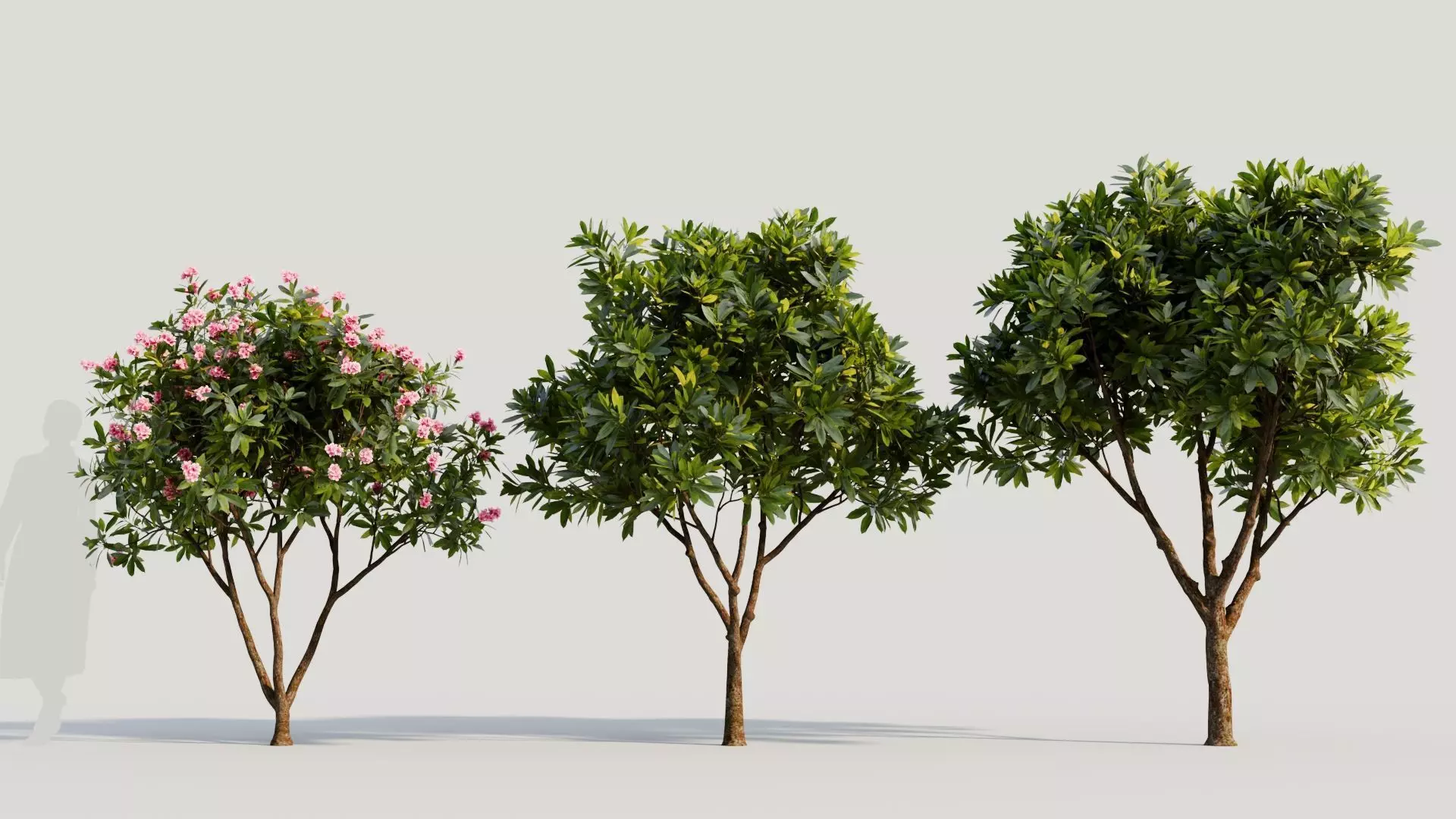Plumeria obtusa b 3D model