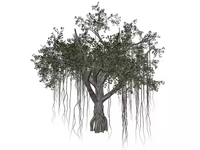 Chinese Banyan Tree - 02 -