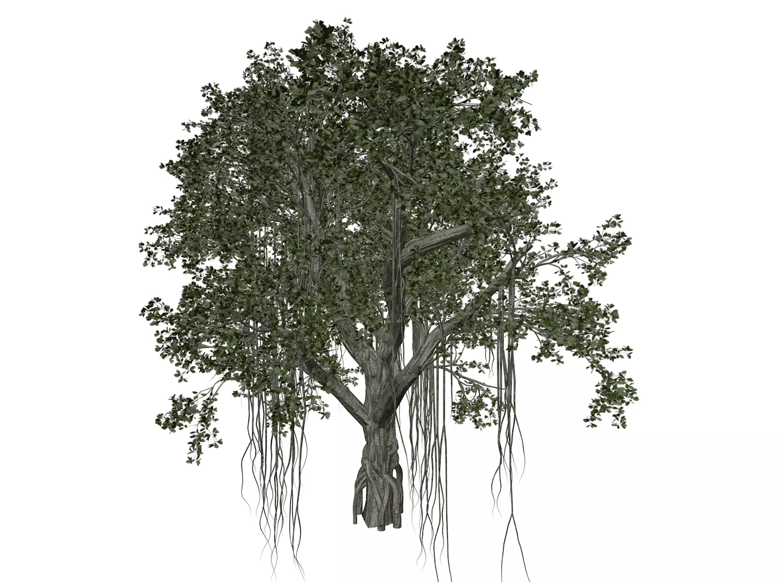 Chinese Banyan Tree - 03 - 3D model_0