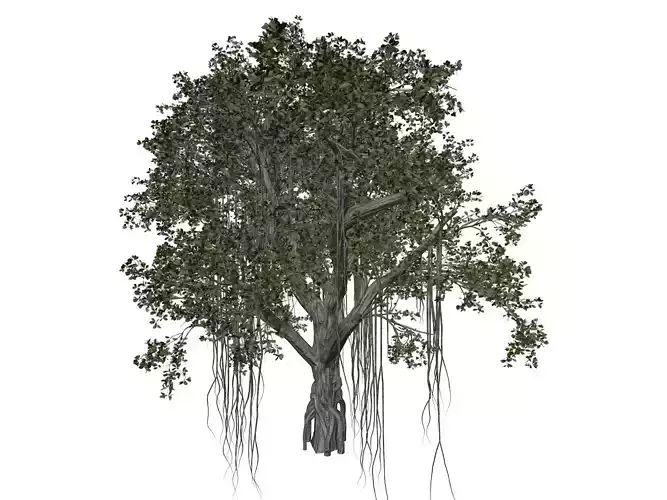 Chinese Banyan Tree - 03 - 3D model Chinese Banyan Tree - 03 - 3D model