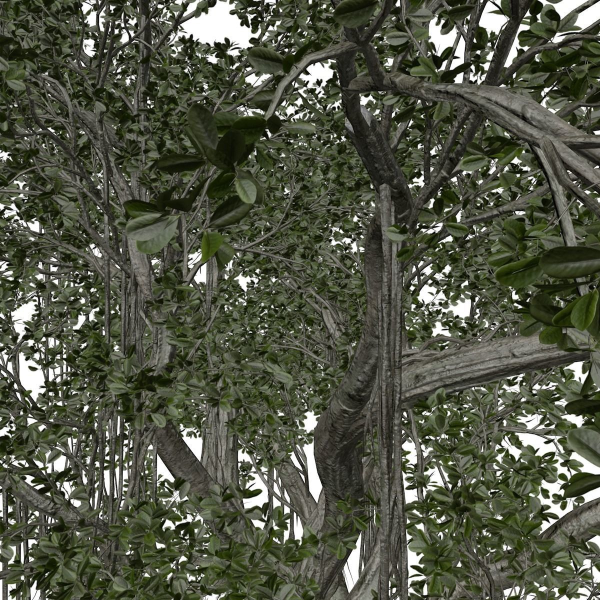 Chinese Banyan Tree - 03 - 3D model_3