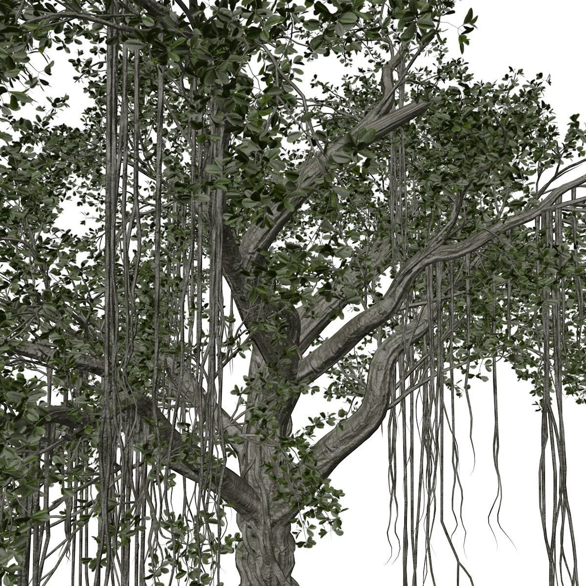 Chinese Banyan Tree - 04 - 3D model_3