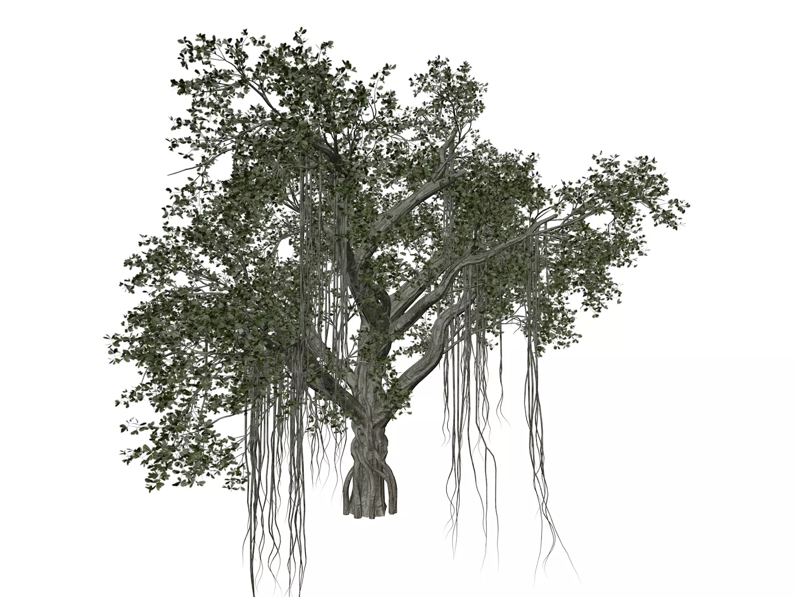 Chinese Banyan Tree - 04 - 3D model_0