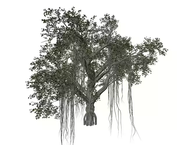 Chinese Banyan Tree - 04 - 3D model Chinese Banyan Tree - 04 - 3D model
