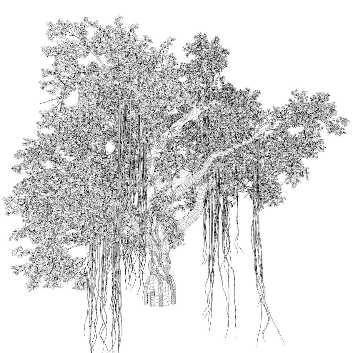 Chinese Banyan Tree - 04 - 3D model_2