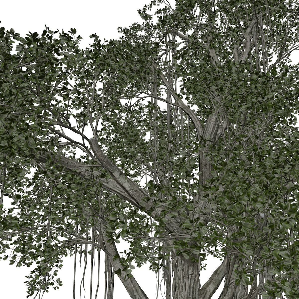 Chinese Banyan Tree - 05 - 3D model_3
