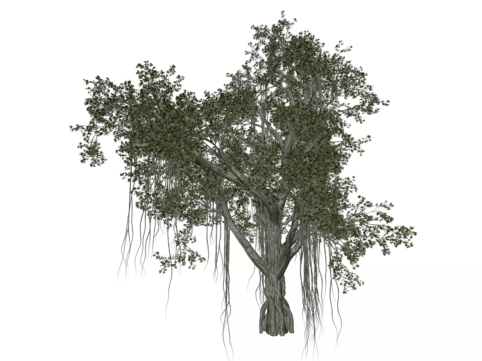 Chinese Banyan Tree - 05 - 3D model_0