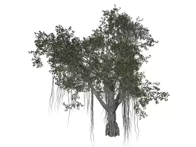 Chinese Banyan Tree - 05 - 3D model Chinese Banyan Tree - 05 - 3D model